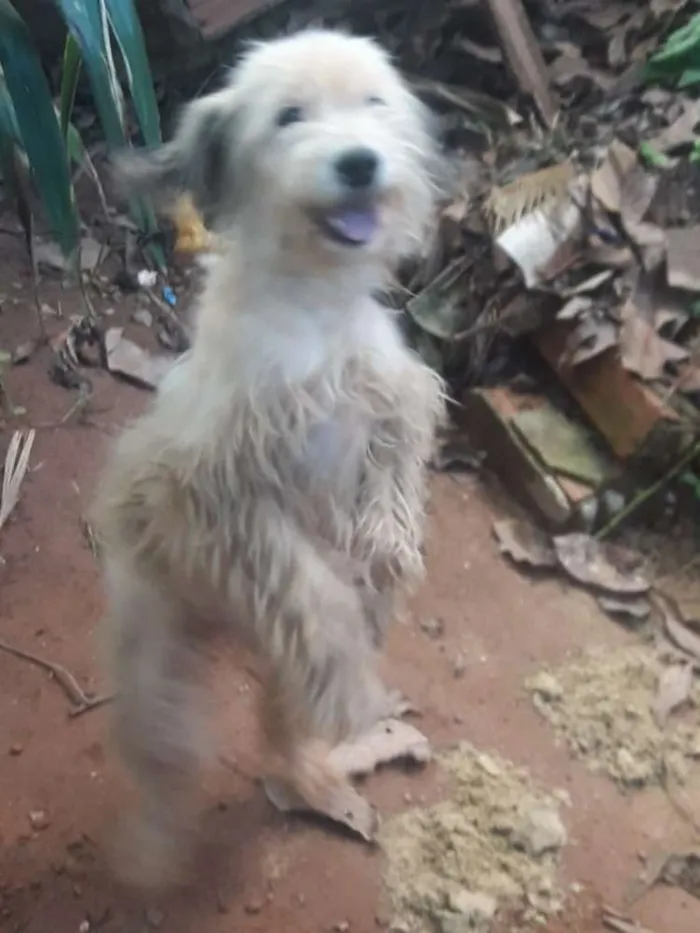 Cachorro raça Podlle idade 3 anos nome Lindinha 