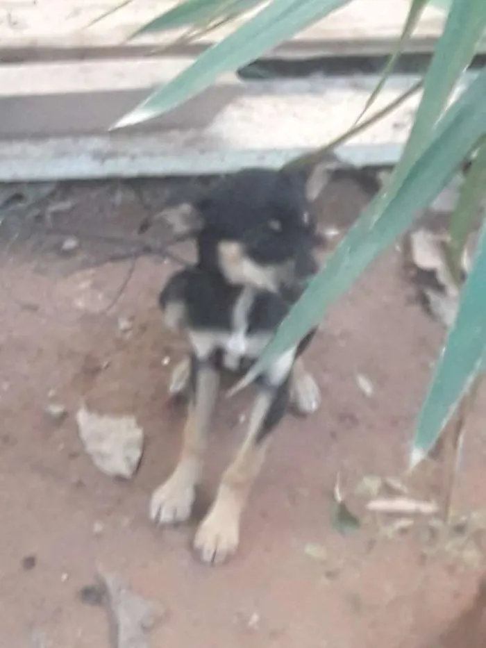 Cachorro raça Podlle idade 3 anos nome Lindinha 