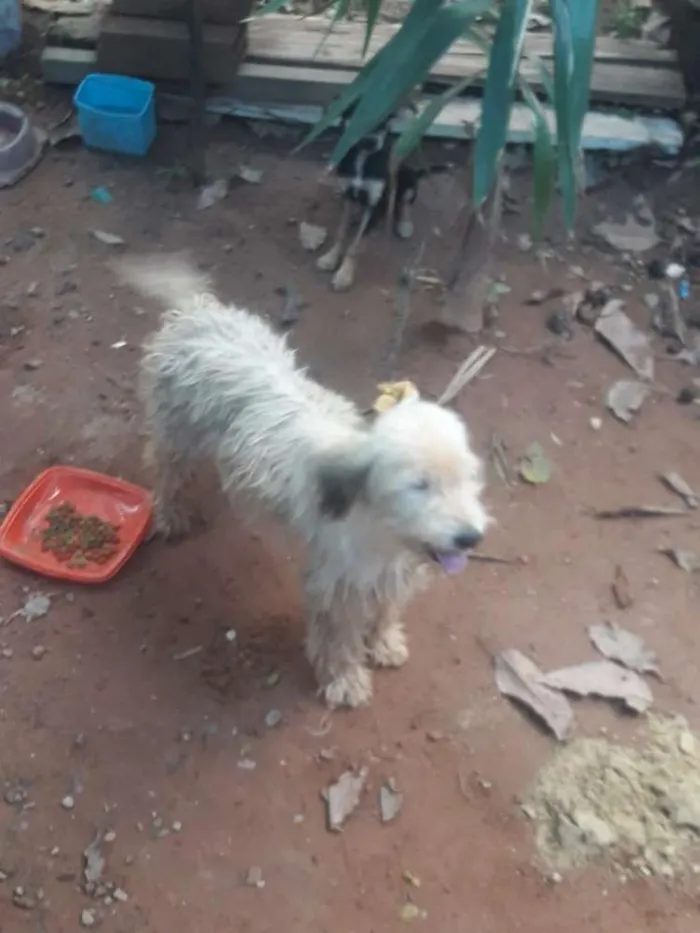 Cachorro raça Podlle idade 3 anos nome Lindinha 