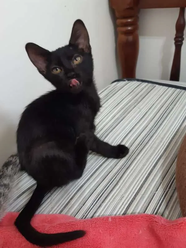 Gato ra a SRD idade 2 a 6 meses nome Ava