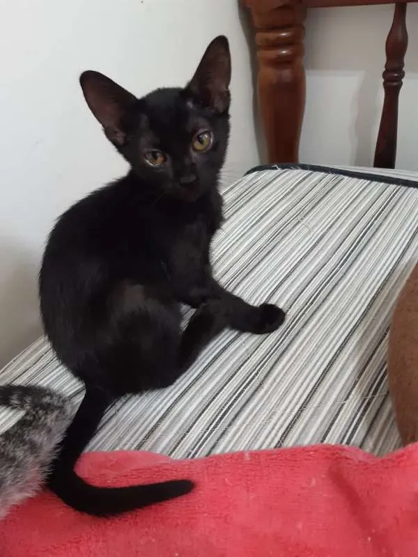 Gato ra a SRD idade 2 a 6 meses nome Ava