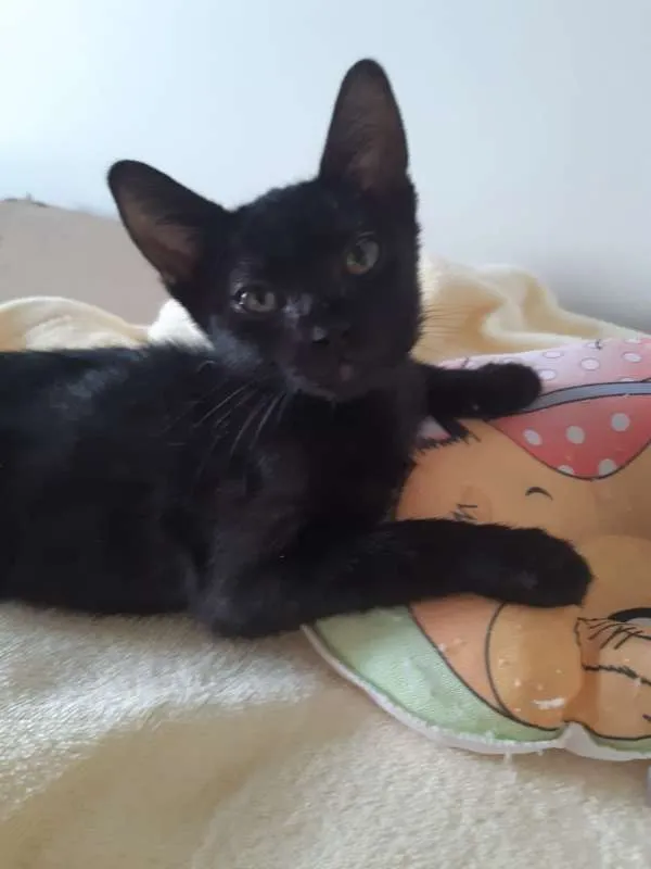Gato ra a SRD idade 2 a 6 meses nome Ava