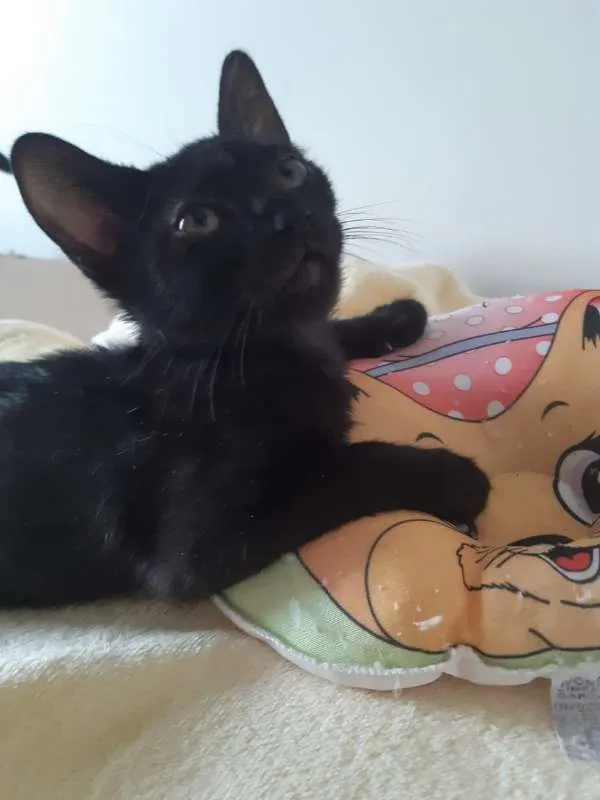 Gato ra a SRD idade 2 a 6 meses nome Ava