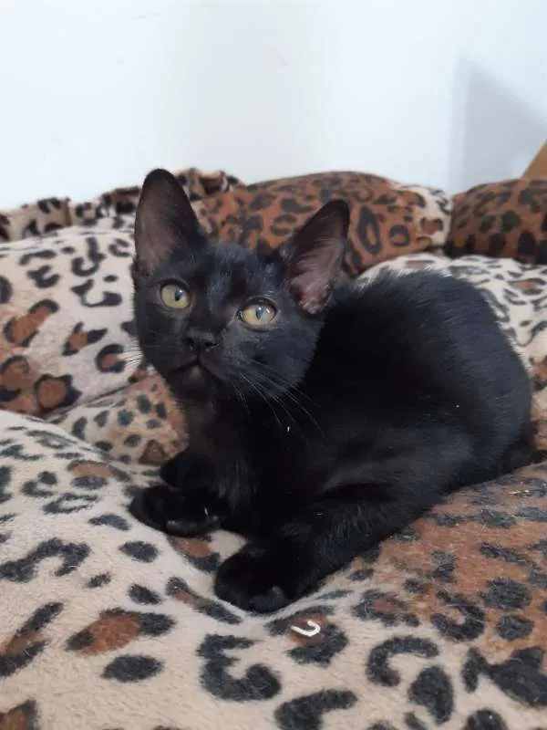 Gato ra a SRD idade 2 a 6 meses nome Ava