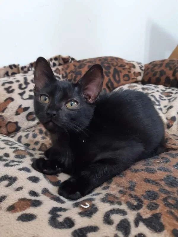Gato ra a SRD idade 2 a 6 meses nome Ava