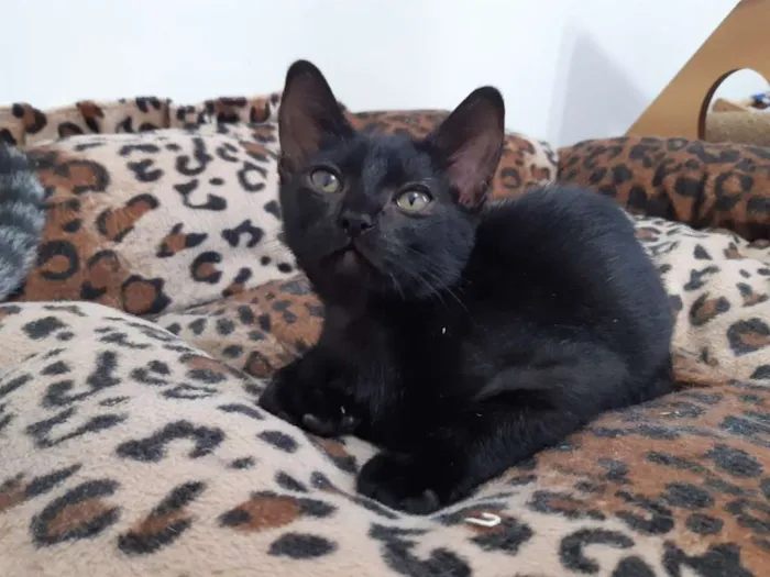 Gato ra a SRD idade 2 a 6 meses nome Ava