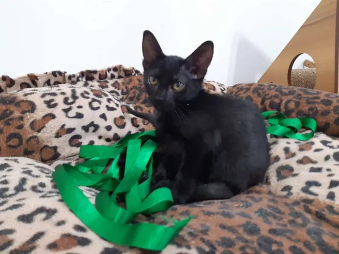 Gato ra a SRD idade 2 a 6 meses nome Ava
