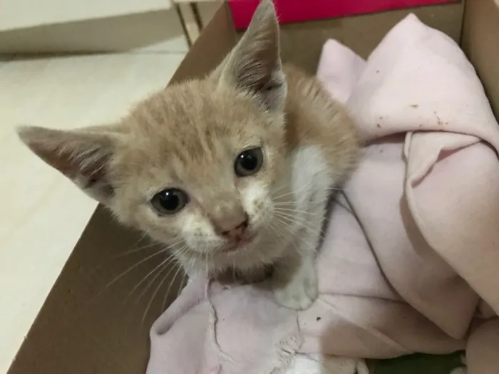 Gato raça Não tem  idade Abaixo de 2 meses nome Não tem 