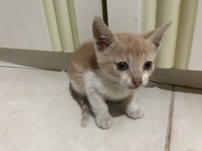 Gato raça Não tem  idade Abaixo de 2 meses nome Não tem 