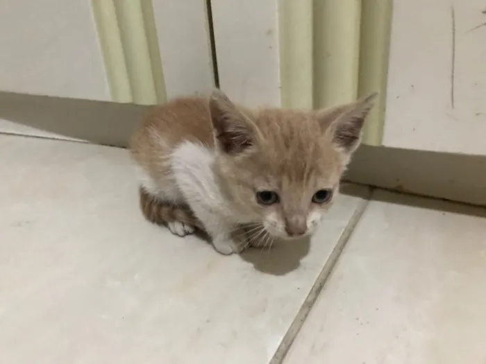 Gato raça Não tem  idade Abaixo de 2 meses nome Não tem 