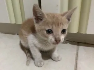 Gato raça Não tem  idade Abaixo de 2 meses nome Não tem 