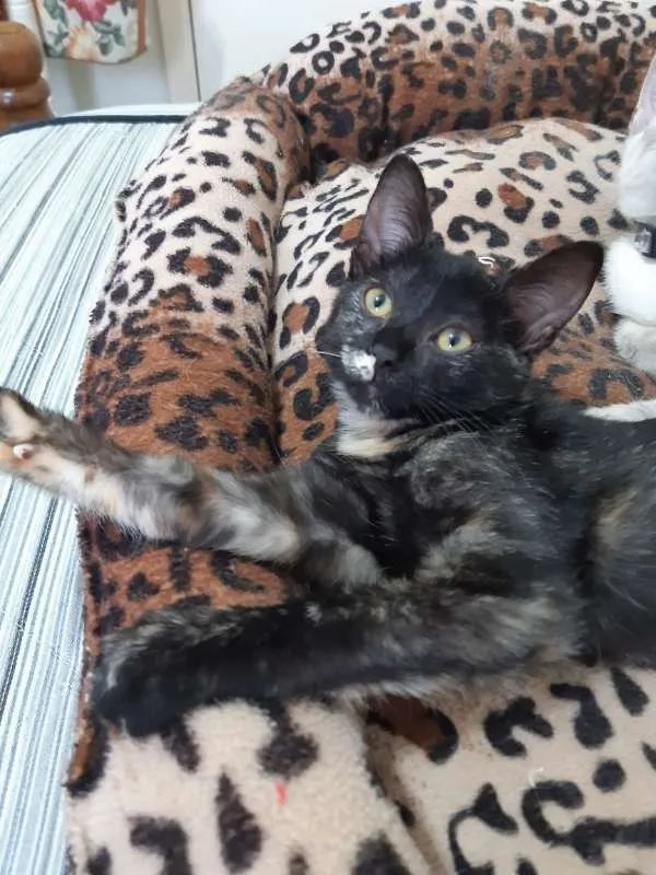 Gato ra a SRD idade 2 a 6 meses nome Brigitte