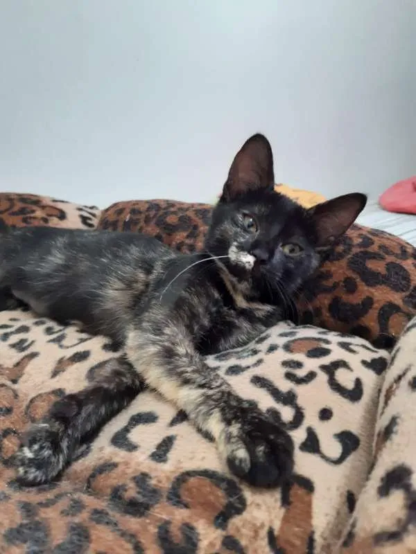 Gato ra a SRD idade 2 a 6 meses nome Brigitte