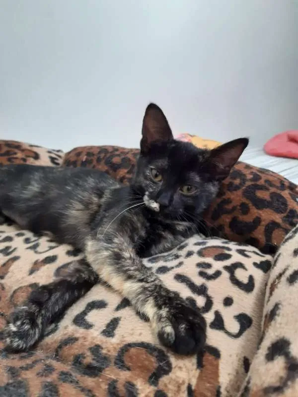 Gato ra a SRD idade 2 a 6 meses nome Brigitte