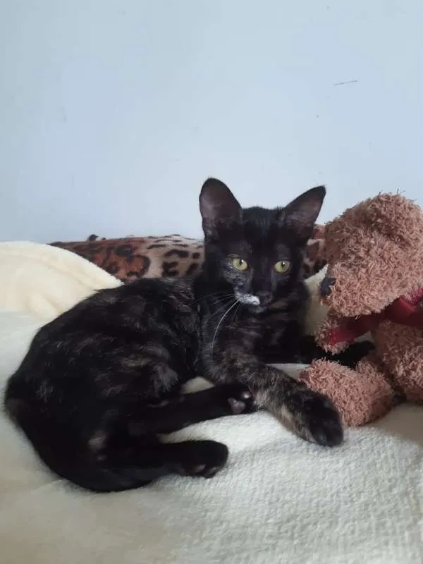 Gato ra a SRD idade 2 a 6 meses nome Brigitte