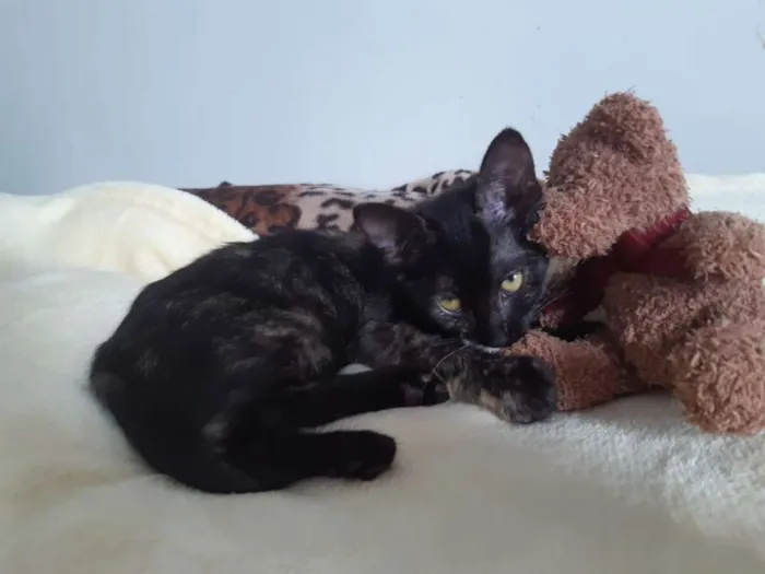 Gato ra a SRD idade 2 a 6 meses nome Brigitte