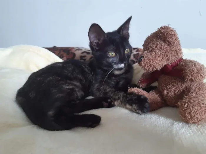 Gato ra a SRD idade 2 a 6 meses nome Brigitte