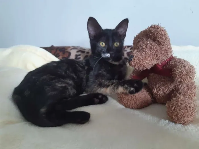 Gato ra a SRD idade 2 a 6 meses nome Brigitte