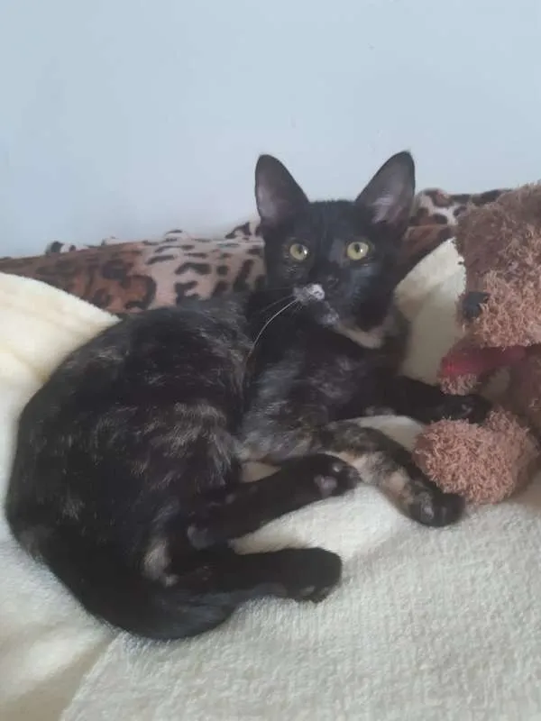 Gato ra a SRD idade 2 a 6 meses nome Brigitte
