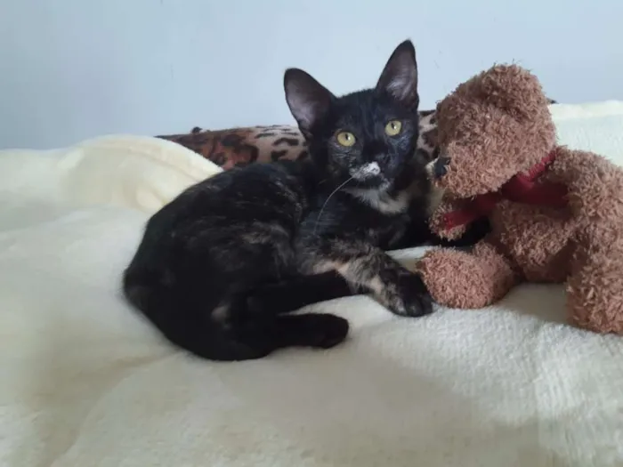 Gato ra a SRD idade 2 a 6 meses nome Brigitte