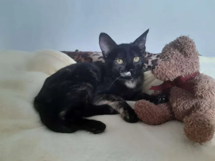 Gato ra a SRD idade 2 a 6 meses nome Brigitte