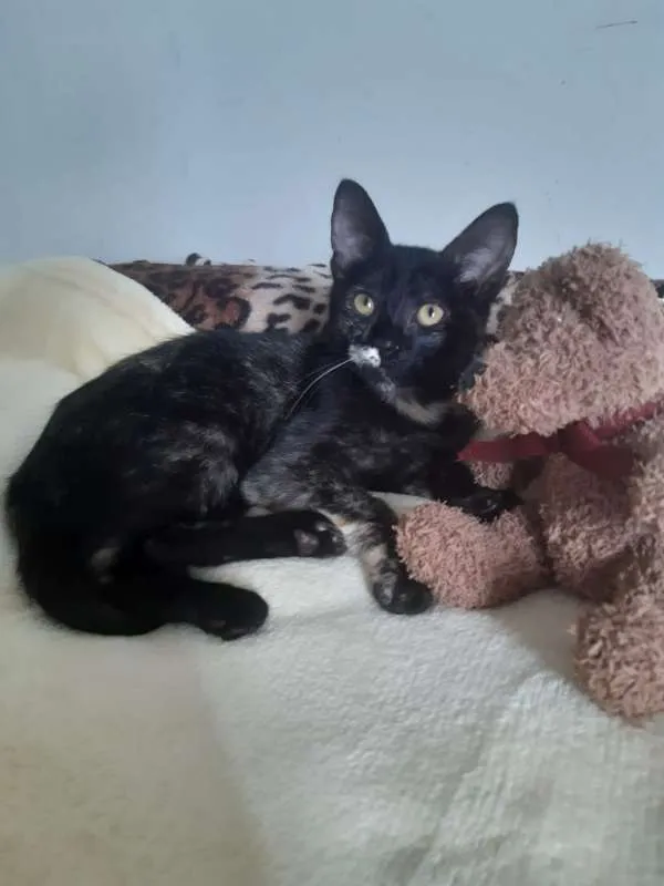 Gato ra a SRD idade 2 a 6 meses nome Brigitte