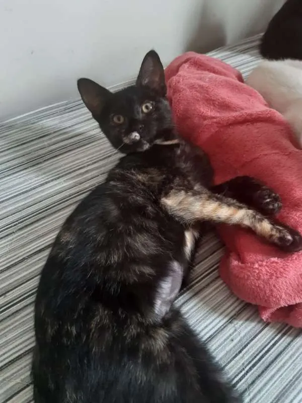 Gato ra a SRD idade 2 a 6 meses nome Brigitte