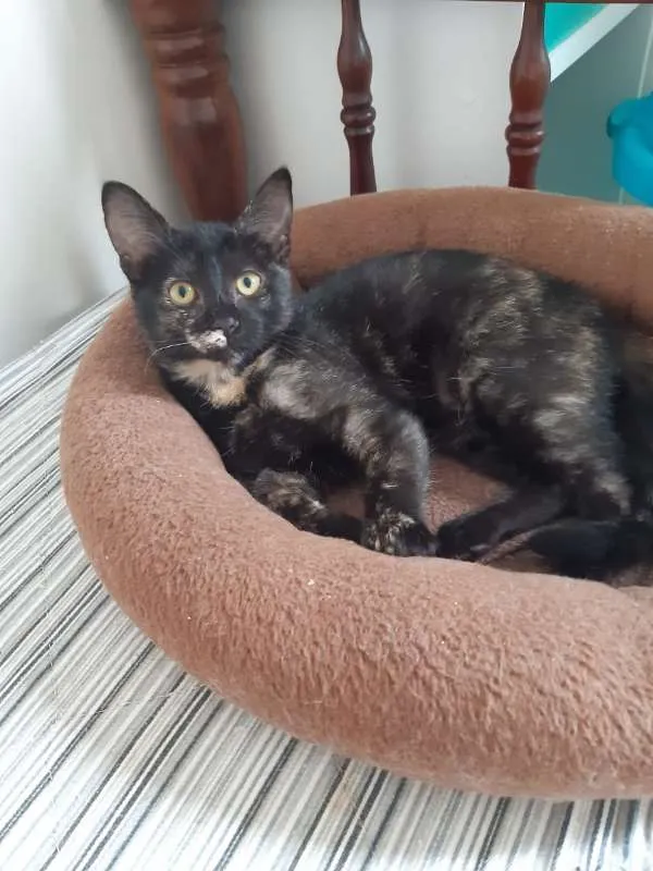 Gato ra a SRD idade 2 a 6 meses nome Brigitte