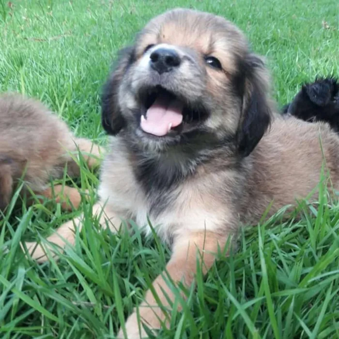 Cachorro ra a Viralata idade Abaixo de 2 meses nome Ainda não tenho nome
