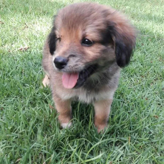 Cachorro ra a Viralata idade Abaixo de 2 meses nome Ainda não tenho nome
