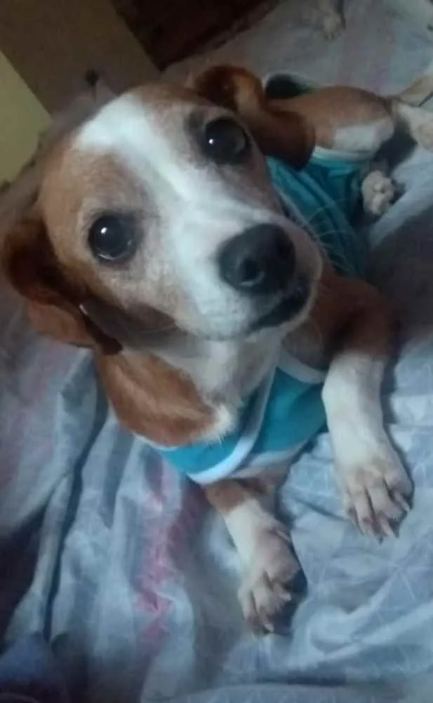 Cachorro ra a SRD idade 3 anos nome Poliana