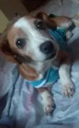 Poliana
