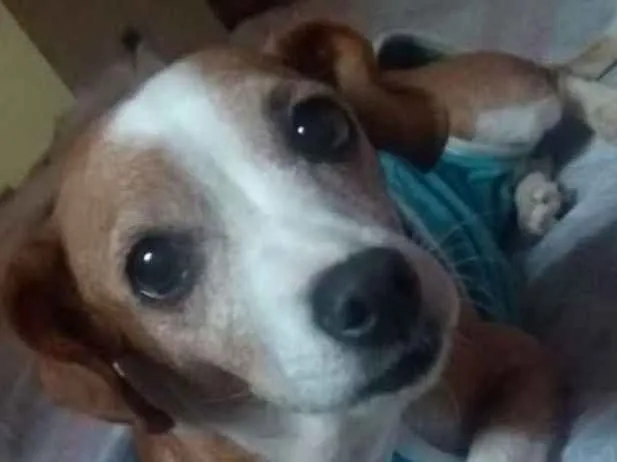 Cachorro ra a SRD idade 3 anos nome Poliana