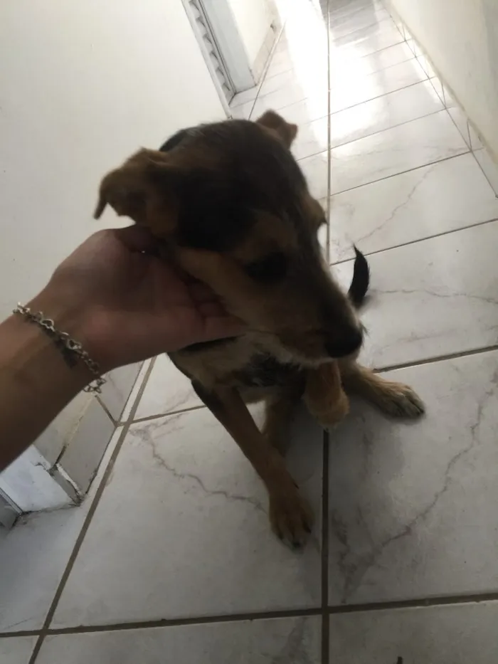 Cachorro ra a SRD idade 2 a 6 meses nome Serena 