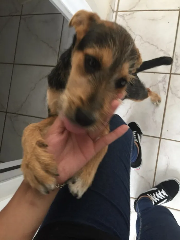 Cachorro ra a SRD idade 2 a 6 meses nome Serena 