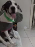 Amora