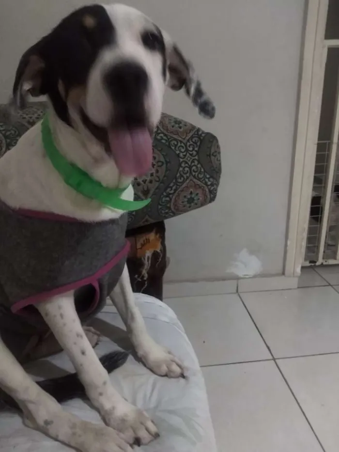 Cachorro ra a Srd idade 2 a 6 meses nome Amora