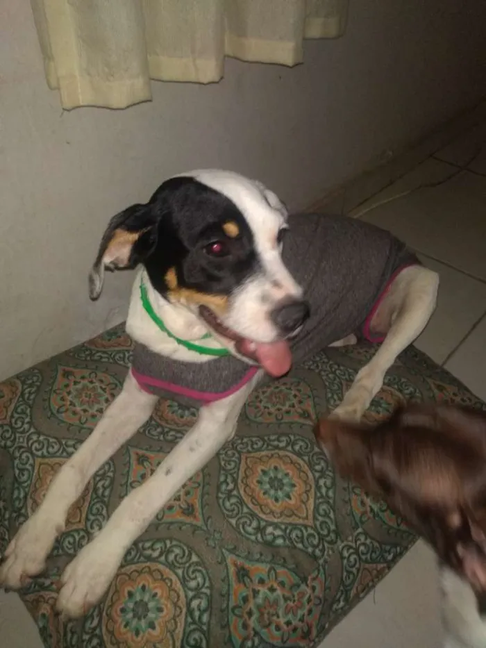 Cachorro ra a Srd idade 2 a 6 meses nome Amora