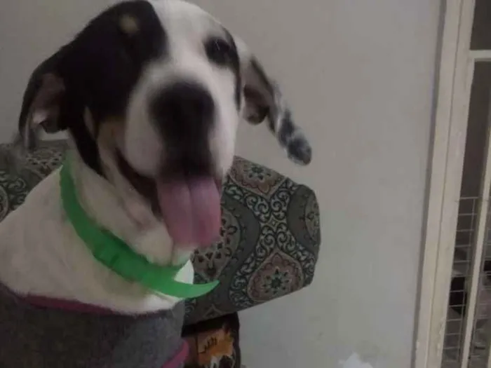 Cachorro ra a Srd idade 2 a 6 meses nome Amora