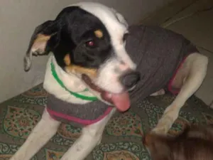Cachorro raça Srd idade 2 a 6 meses nome Amora