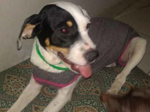 Cachorro ra a Srd idade 2 a 6 meses nome Amora