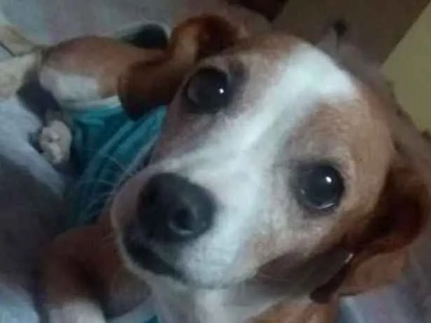 Cachorro ra a SRD idade 3 anos nome Poliana