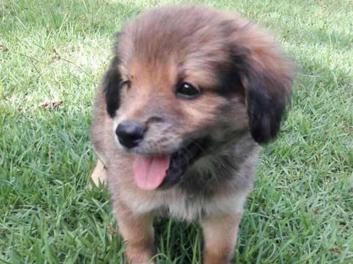 Cachorro ra a Viralata idade Abaixo de 2 meses nome Ainda não tenho nome