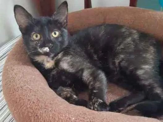 Gato ra a SRD idade 2 a 6 meses nome Brigitte