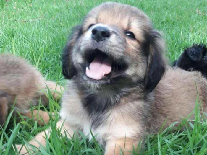 Cachorro ra a Viralata idade Abaixo de 2 meses nome Ainda não tenho nome