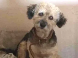 Cachorro raça Mix poodle idade 4 anos nome Cadu