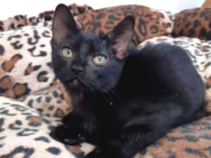Gato raça SRD idade 2 a 6 meses nome Ava