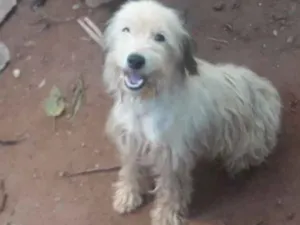Cachorro raça Podlle idade 3 anos nome Lindinha 