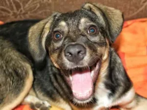 Cachorro raça Srd idade 2 a 6 meses nome Catiora