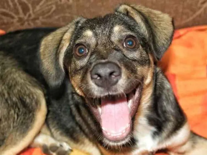 Cachorro ra a Srd idade 2 a 6 meses nome Catiora